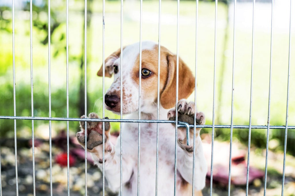 Best Outdoor Temporary Dog Fencing