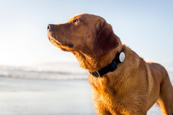 Best Training Collars For Dogs